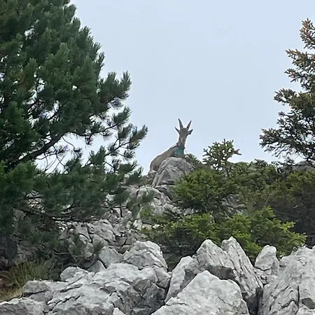 Caro, Source, 5p, 65 M2 *
